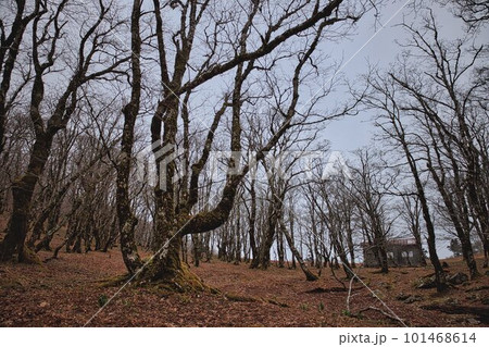 白樺の山 101468614