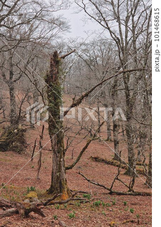 白樺の山 101468615