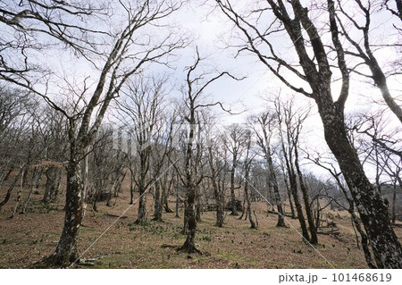 白樺の山 白樺の山 101468619