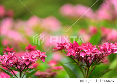 雨中に咲くアジサイ 京都 三室戸寺にて 101468873