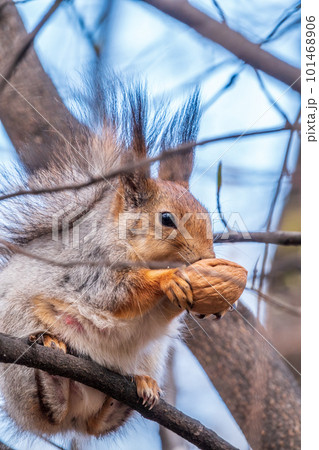 The squirrel with nut sits on a branches in the spring or summer. 101468906