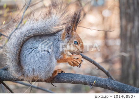 The squirrel with nut sits on a branches in the spring or summer. 101468907