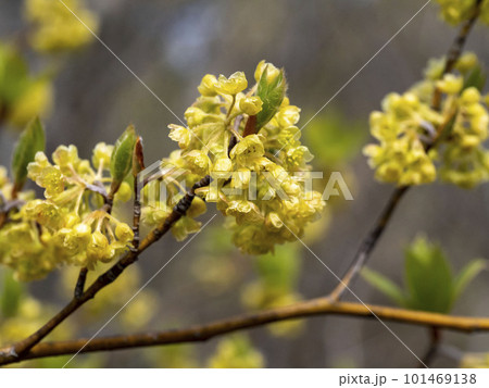 高級楊枝の材料になるクロモジの花 101469138