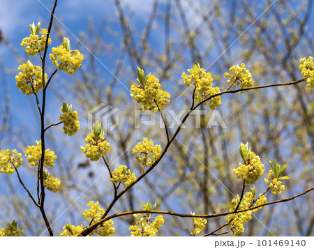 高級楊枝の材料になるクロモジの花 101469140