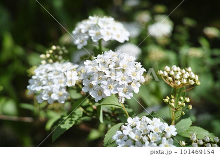 小さな庭　イメージ 101469154