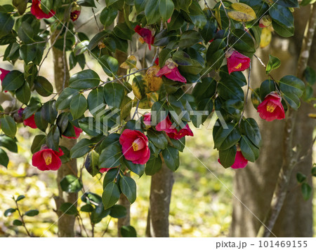 ヤブツバキの赤い花 101469155