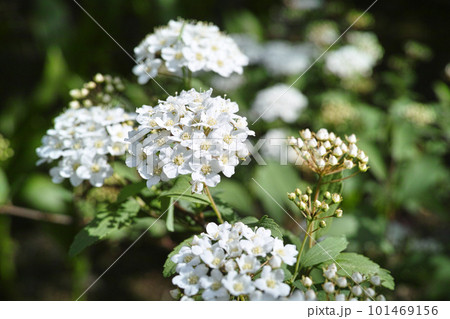 小さな庭　イメージ 101469156