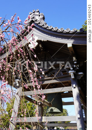 梅の花咲く藤沢常立寺の鐘楼 101469243
