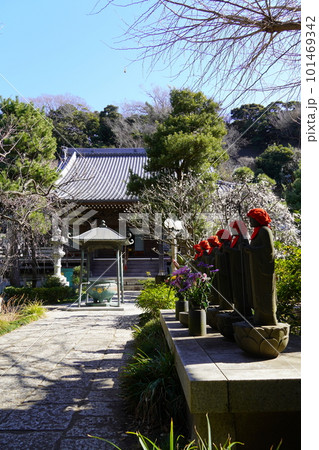 梅の花咲く藤沢常立寺のお地蔵様 101469342