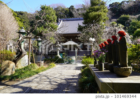 梅の花咲く藤沢常立寺のお地蔵様 梅の花咲く藤沢常立寺のお地蔵様 101469344