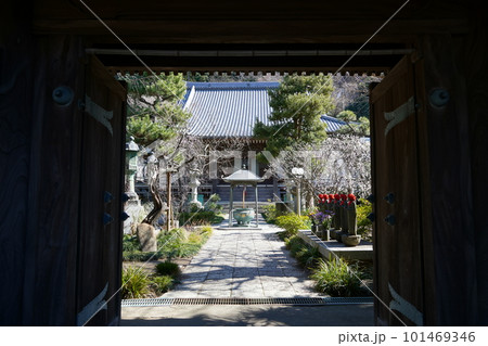 梅の花咲く藤沢常立寺の山門から見た本堂 101469346
