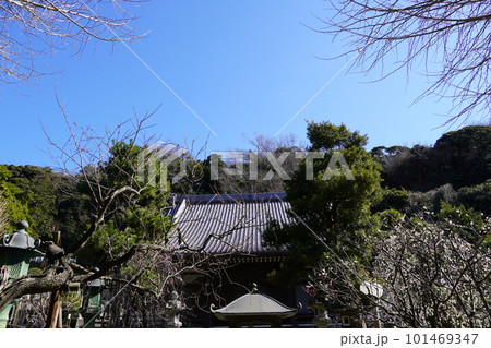梅の花咲く藤沢常立寺 101469347