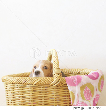 カゴの中の子犬のビーグル犬 101469555