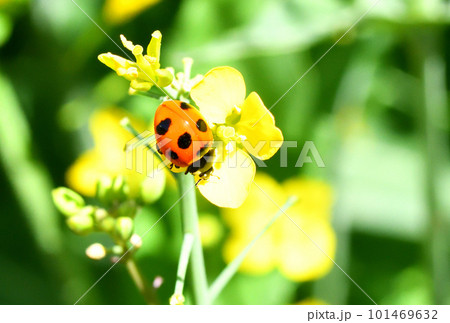 テントウムシと菜の花 101469632