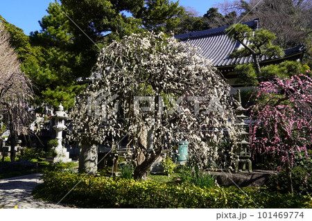 梅の花咲く藤沢常立寺本堂 梅の花咲く藤沢常立寺本堂 101469774
