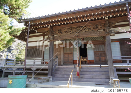 梅の花咲く藤沢常立寺本堂 101469778