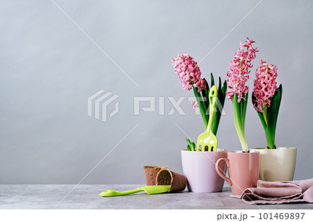 Several pink hyacinth flower plants potted at home on wooden table on gray. Flowerhead in bloom. Spring morning. Mothers Day birthday Easter banner. Thank you. Home Garden 101469897