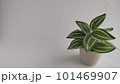 観葉植物のモノクロ素材写真 101469907