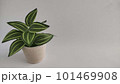 観葉植物のモノクロ素材写真 101469908