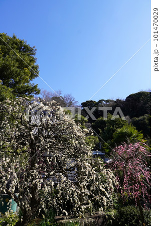 梅の花咲く藤沢常立寺 梅の花咲く藤沢常立寺 101470029