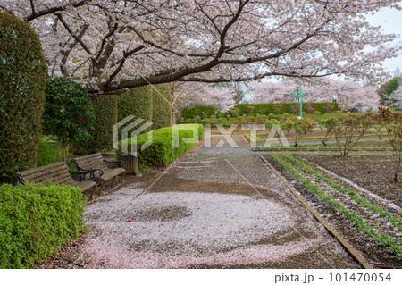 満開の桜 大宮花の丘公苑 さいたま市 満開の桜 大宮花の丘公苑 さいたま市 101470054