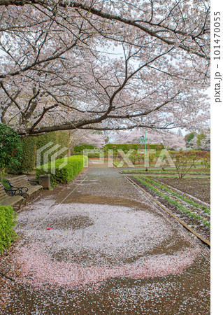 満開の桜　大宮花の丘公苑　さいたま市 101470055