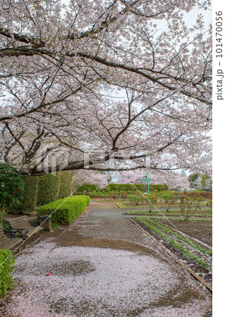 満開の桜　大宮花の丘公苑　さいたま市 101470056