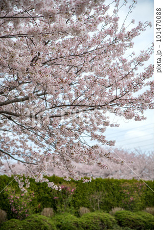 満開の桜　大宮花の丘公苑　さいたま市 101470088