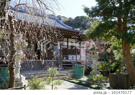 梅の花咲く藤沢常立寺本堂 梅の花咲く藤沢常立寺本堂 101470177