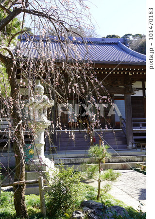 梅の花咲く藤沢常立寺本堂 梅の花咲く藤沢常立寺本堂 101470183