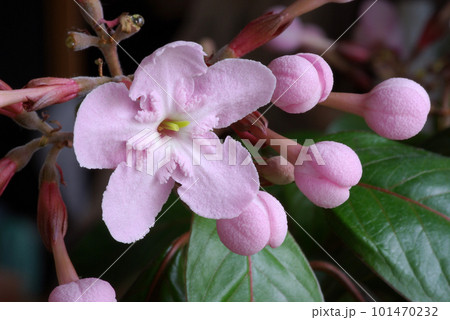 ルクリアの花と蕾のクローズアップ 101470232