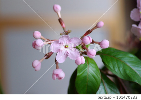 ルクリアの花と蕾 101470233