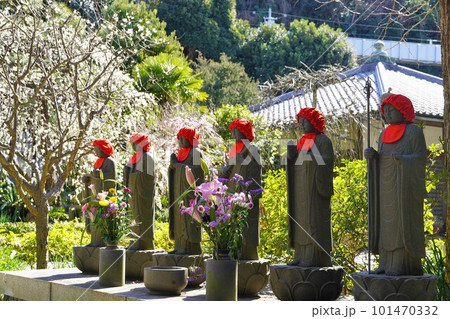 梅の花咲く藤沢常立寺のお地蔵様 梅の花咲く藤沢常立寺のお地蔵様 101470332
