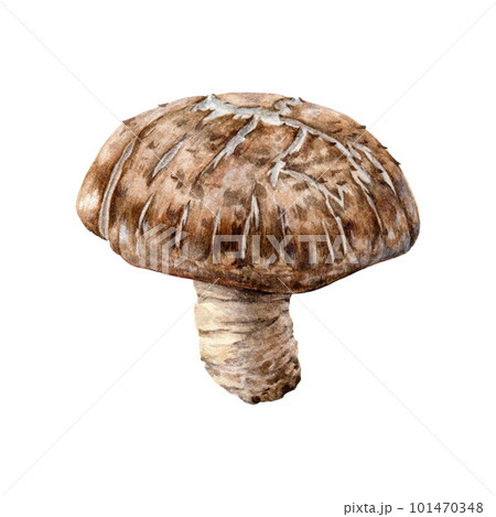 Shitake mushroom watercolor illustration. Hand painted Lentinula edodes fungi element. Shitake fresh mushroom hand drawn illustration. Organic natural vegan food ingredient. White background 101470348