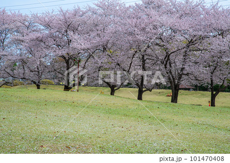 満開の桜　大宮花の丘公苑　さいたま市 101470408