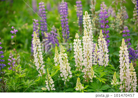 Blossoming wild Lupinus flowers Blossoming wild Lupinus flowers 101470457