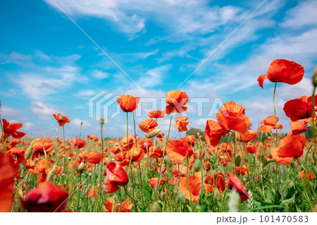 Blossoming Poppies (papaver) field. Wild poppies against blue sky Blossoming Poppies (papaver) field. Wild poppies against blue sky 101470583