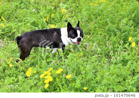 タンポポが咲く越生町で草花を見つめるボストンテリアのマイティくん♡ 101470646