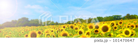 太陽の光とひまわり畑。夏のイメージ写真。 101470647