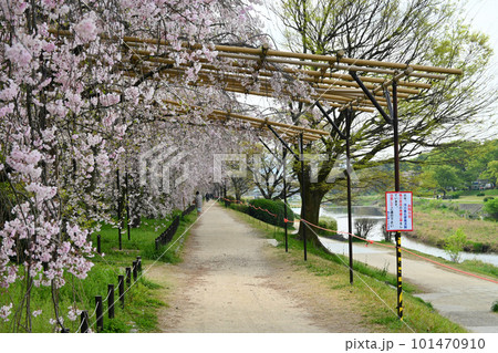 枝垂れ桜咲く4月の京都市賀茂川の半木の道 101470910