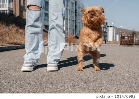 The Brussels Griffon walks beautifully on a leash with the owner during a walk around the city. The dog stands on its hind legs 101470993