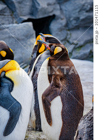 動物園のペンギン 動物園のペンギン 101471115