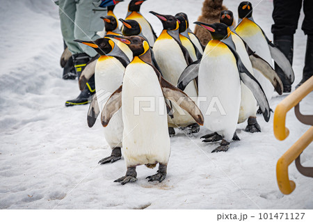 動物園のペンギン 101471127