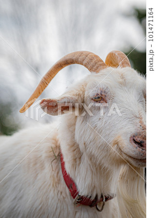 動物園のヤギ 101471164
