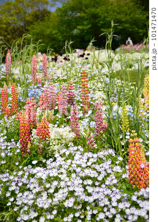 ひときわ目を引く春花壇のルピナス 101471470