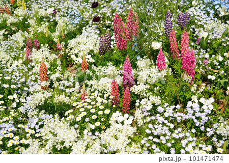 ひときわ目を引く春花壇のルピナス ひときわ目を引く春花壇のルピナス 101471474