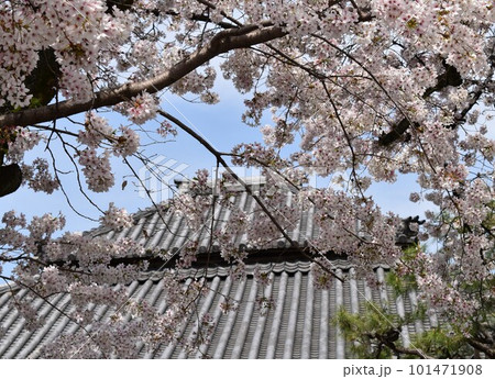 祖師堂の前の桜の木 祖師堂の前の桜の木 101471908