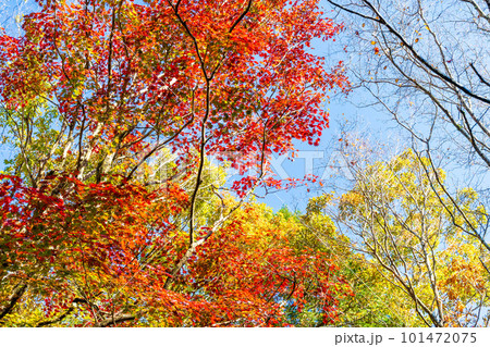 紅葉に染まる森の中から空を見上げた景色　(菊池阿蘇スカイライン)(熊本県菊池市・阿蘇市) 101472075