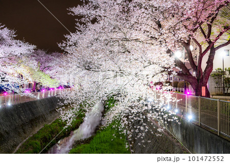 《東京都》三沢川桜並木・夜桜ライトアップ 101472552