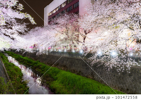 《東京都》三沢川桜並木・夜桜ライトアップ 101472558